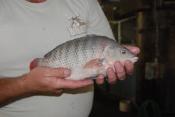Colorado Inmates Catch Fish For Food
